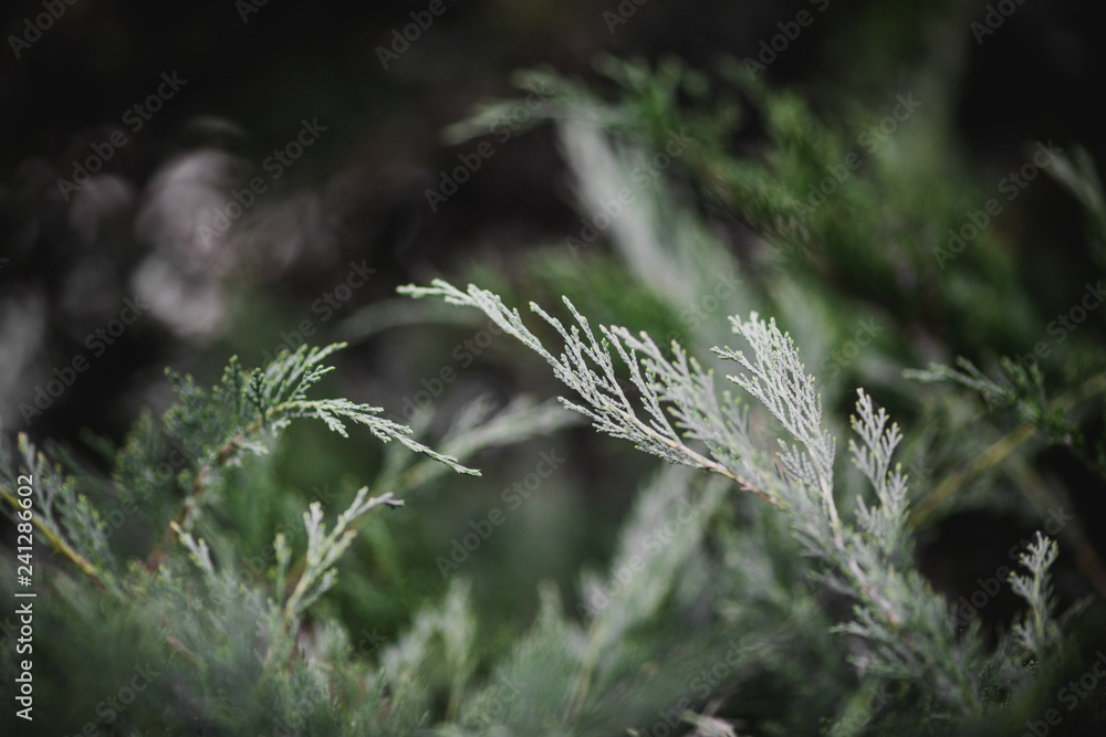 Macro photo of needles from a Western red cedar, Thuja plicata Macro photo of needles from a Western red cedar, Thuja plicata