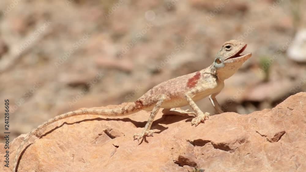 Sinai Agama lizard Beautiful shot of Sinai Agama lizard on a rock Sinai Agama lizard Beautiful shot of Sinai Agama lizard on a rock