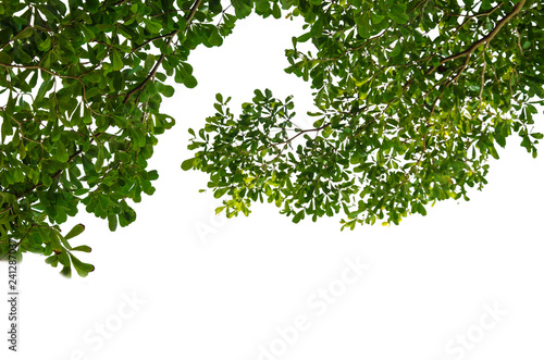 Fototapeta Naklejka Na Ścianę i Meble -  Leaves white background