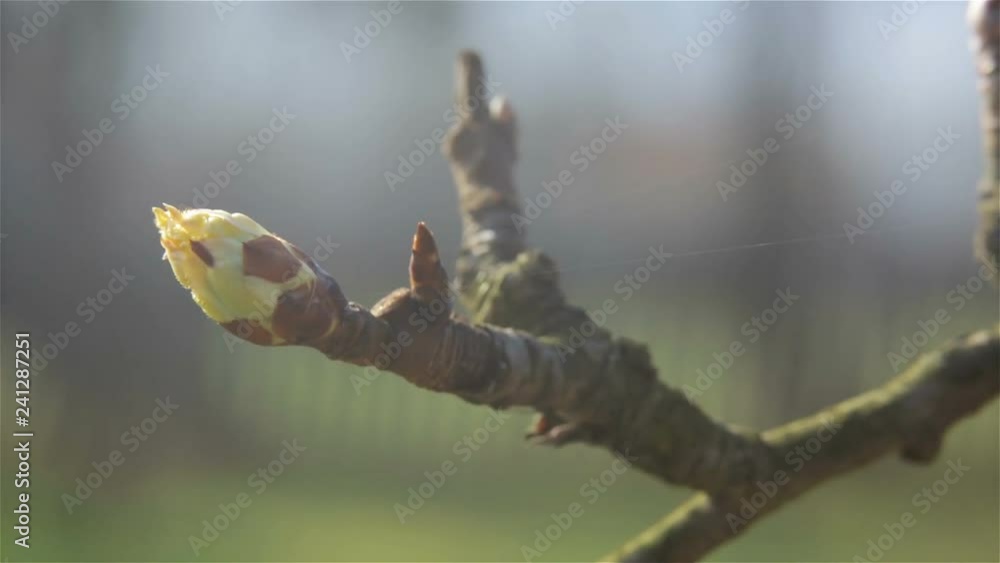 Tree buds on branches with no leaves against green background. Tree buds on branches with no leaves against green background.