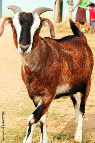 Indian goat capra in the village