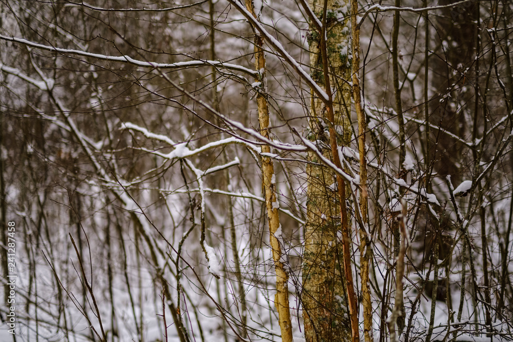 winter day in forest, trees covered in fresh white snow winter day in forest, trees covered in fresh white snow