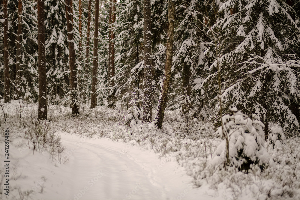 winter day in forest, trees covered in fresh white snow winter day in forest, trees covered in fresh white snow