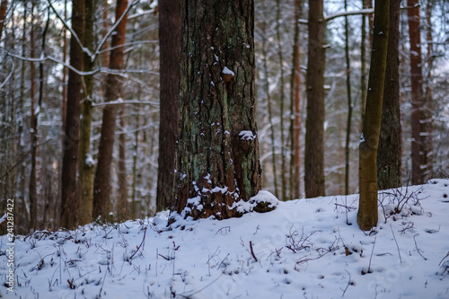 winter day in forest, trees covered in fresh white snow