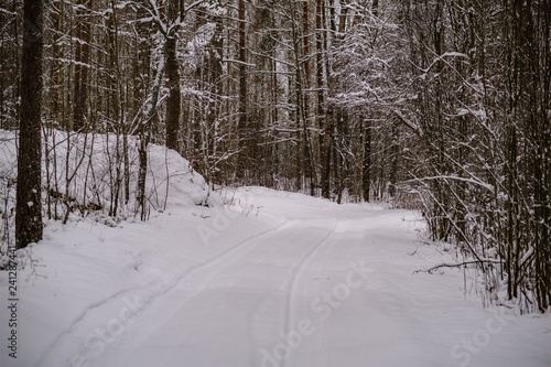 Wallpaper Mural winter day in forest, trees covered in fresh white snow Torontodigital.ca