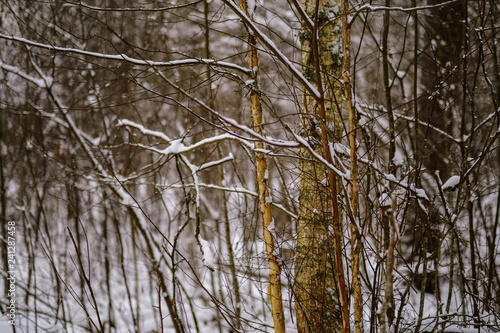 winter day in forest, trees covered in fresh white snow