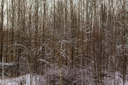 winter day in forest, trees covered in fresh white snow