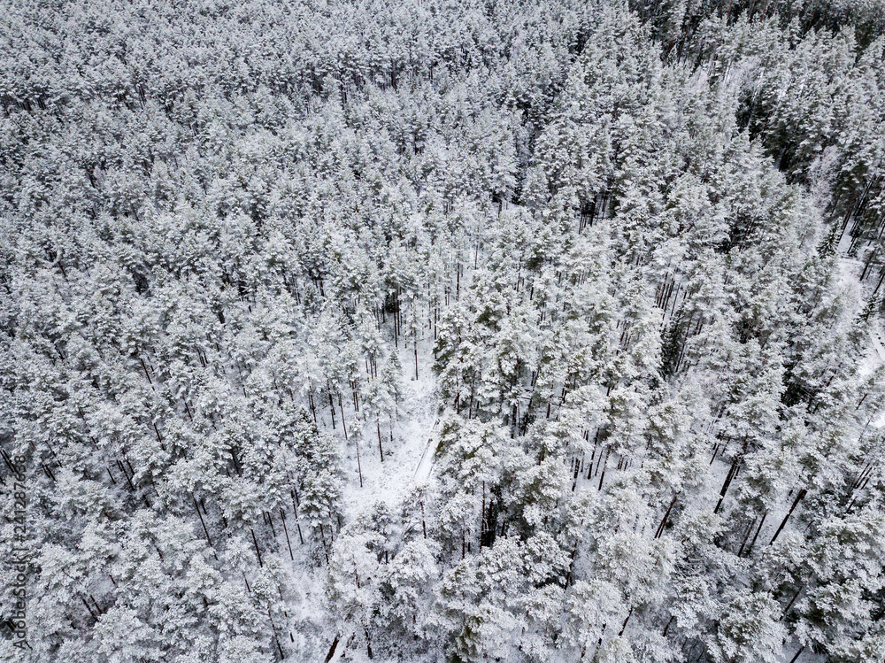 Fototapeta premium drone image. aerial view of forest area in winter with snowy trees