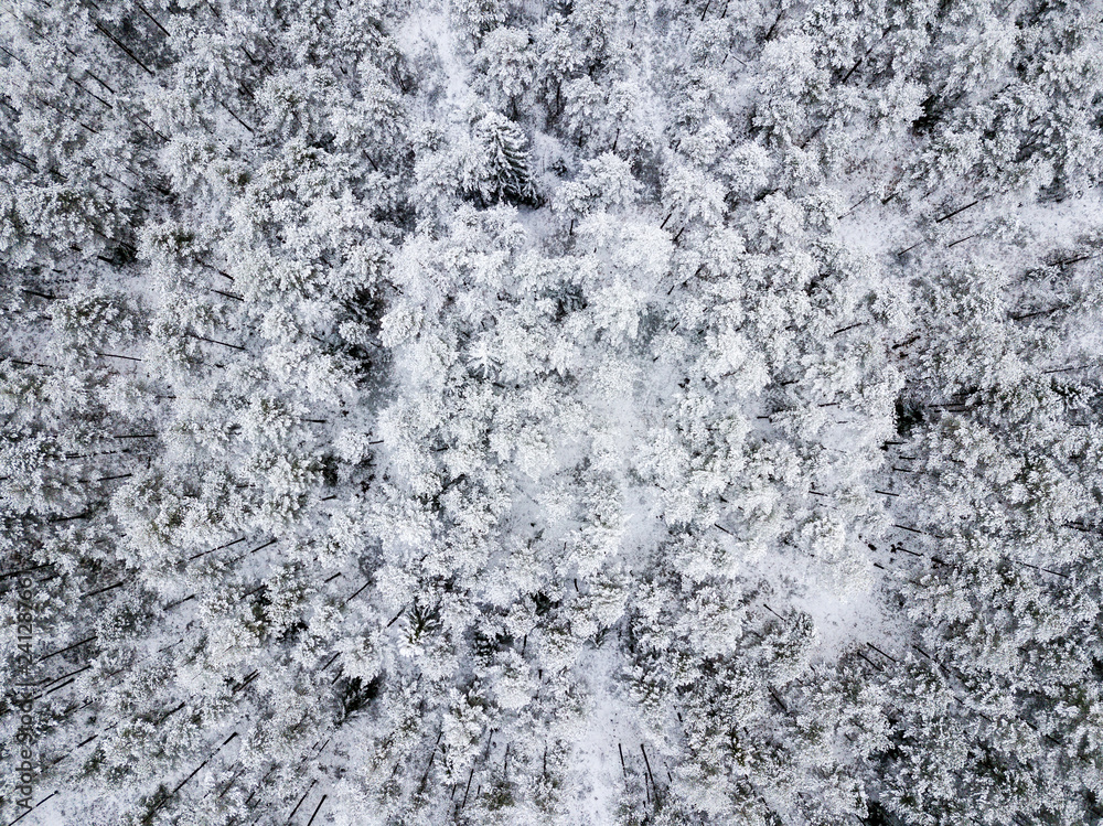 drone image. aerial view of forest area in winter with snowy trees drone image. aerial view of forest area in winter with snowy trees