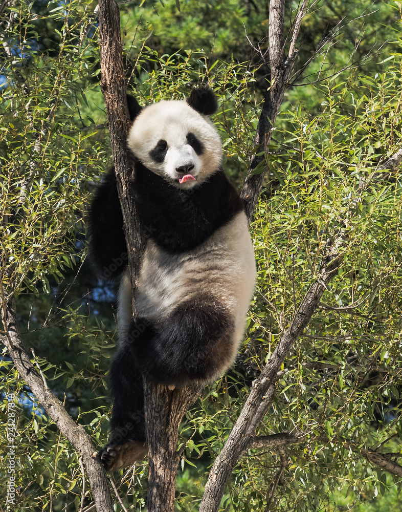 Obraz premium panda