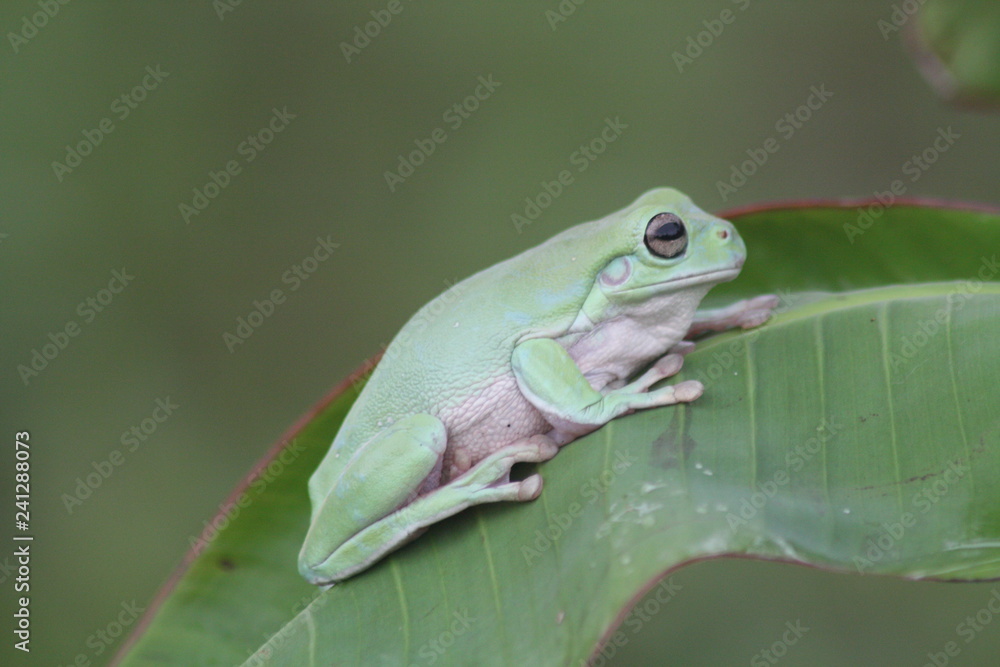 Obraz premium Green Frog On Leaf