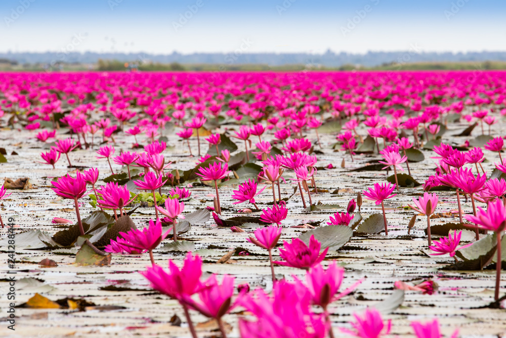 Many red lotus flowers bloom throughout the lake. Stock Photo Adobe Stock