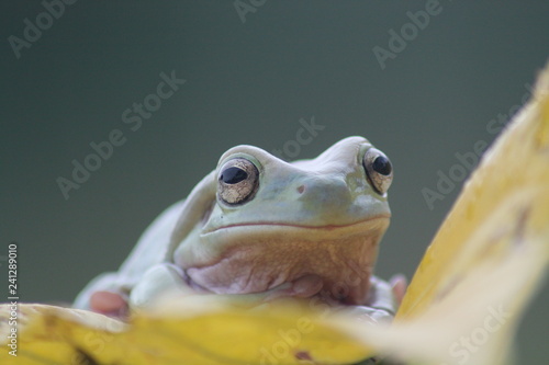 Green Dumpy Frog © Rifki
