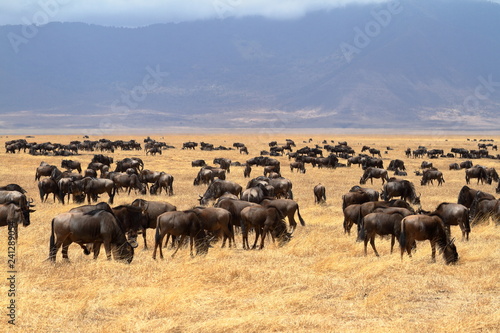 Gnus in der Savanne der Serengeti in Tansania   photo