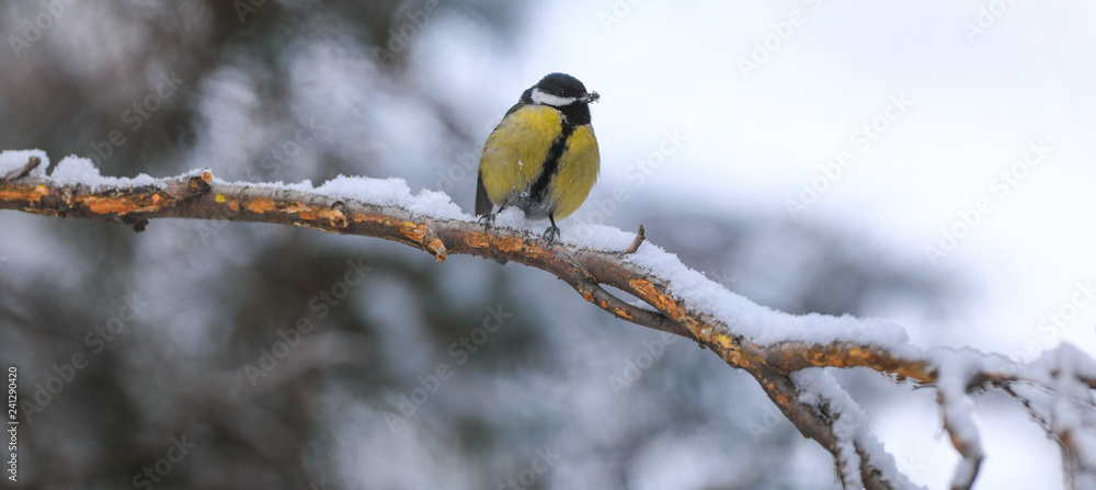 tit on a branch in winter tit on a branch in winter
