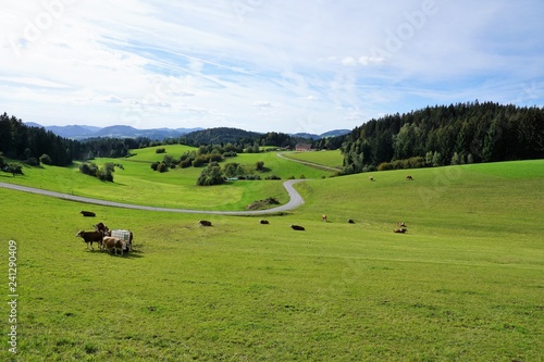 Wiese in Königswiesen in Österreich