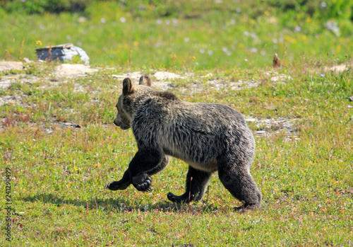 Grizzly Cub, Glacier National Park