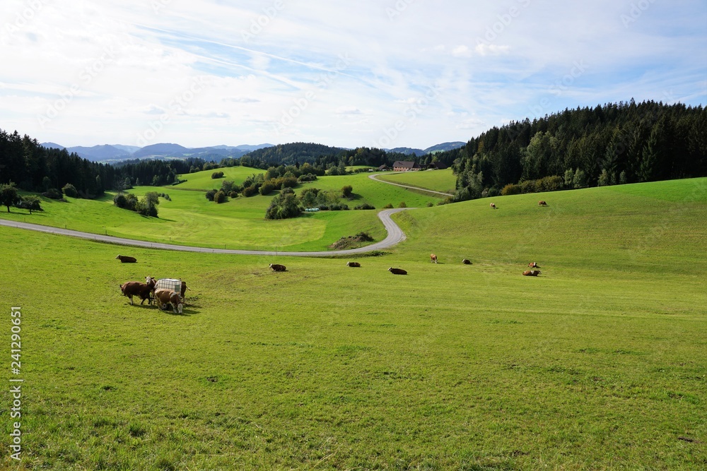 Wiese in Königswiesen in Perg in Österreich in Europa