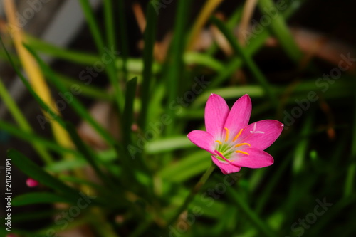 closeup carpel of pink grass flower