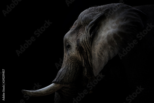 Portrait Elefant mit Stoßzähnen schwarzer Hintergrund