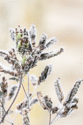 Pflanze im Frost © Daniel