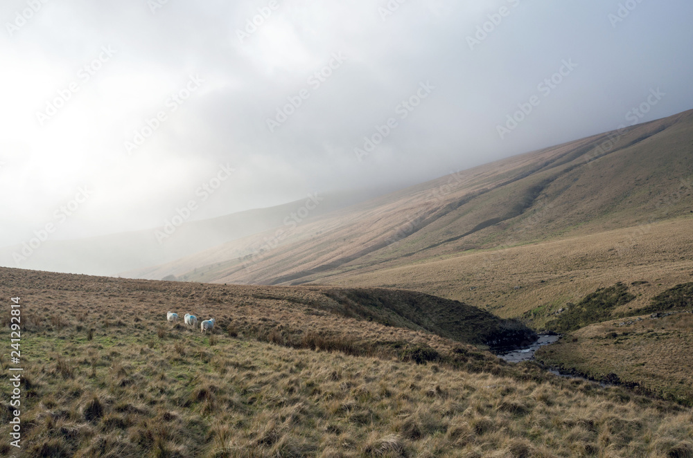 landscape of a mountain with sheeps in misty day, brecon beacons