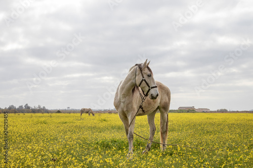 Caballo pastando en el campo entre flores amarillas un día de otoño © Trepalio