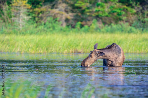 A young juvenile bull moose, with antlers just starting to protrude, wading in the edge of the lake, getting a drink of water on a sunny morning. Algonquin Park, Ontario, Canada. 