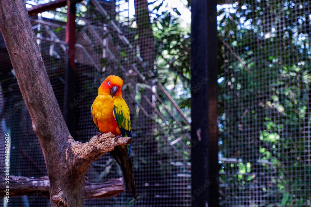 Obraz premium parrot