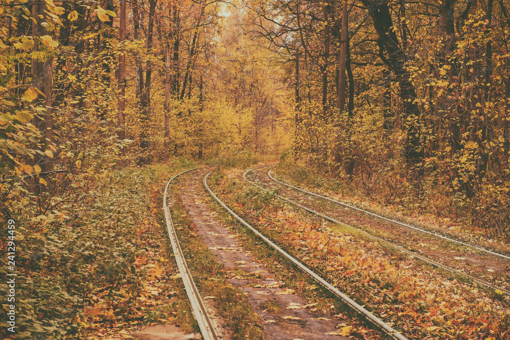 Rails in the forest Rails in the forest