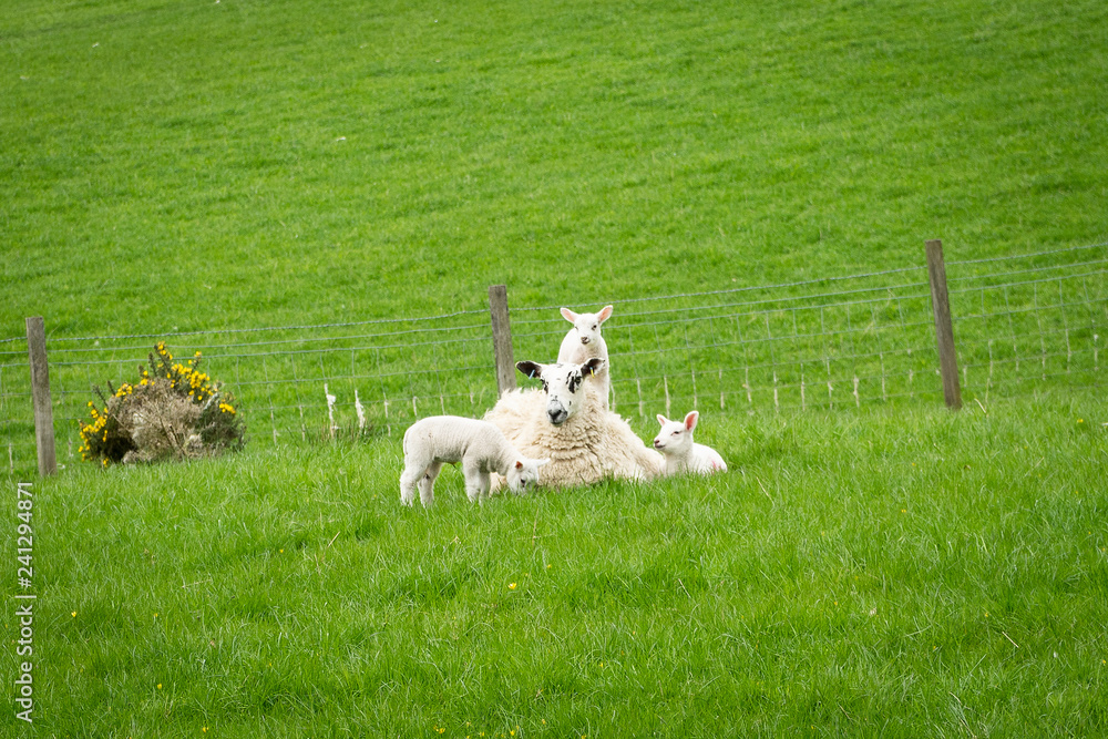 Obraz premium Schottische Schaafe