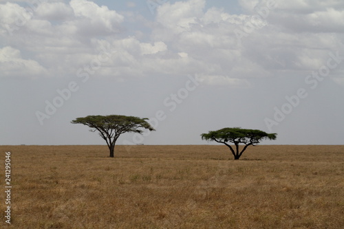 Die Savanne der Serengeti in Tansania 