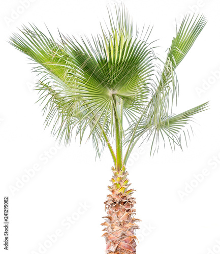 Palm tree leafs cut out on white background. Jungle objects set.