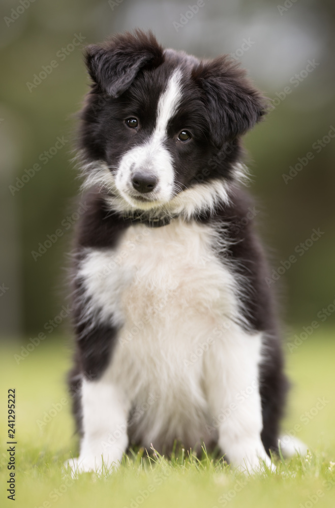 border collie puppy