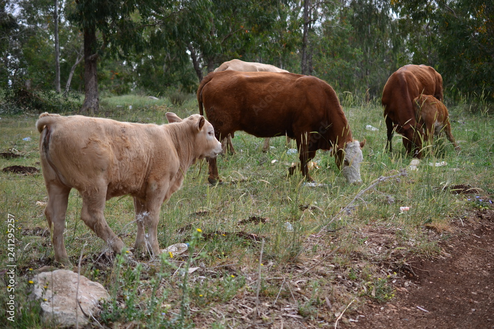 Cows and veal on Jesus Trail hiking through Galilee countryside in