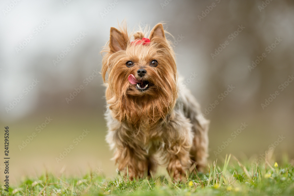 yorkshire terrier on grass - obrazy, fototapety, plakaty 