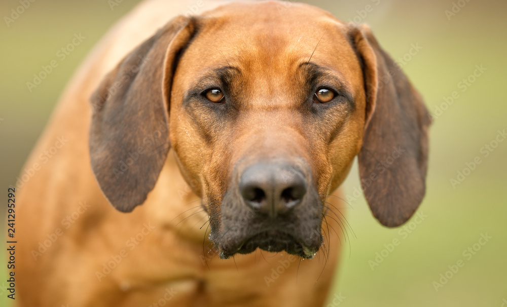 Portrait of a rhodesian ridgeback