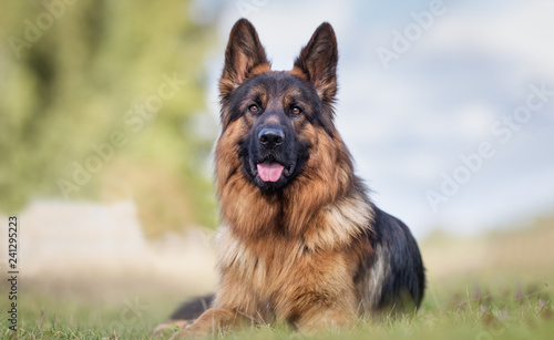 Photo Portrait of a German Shepherd