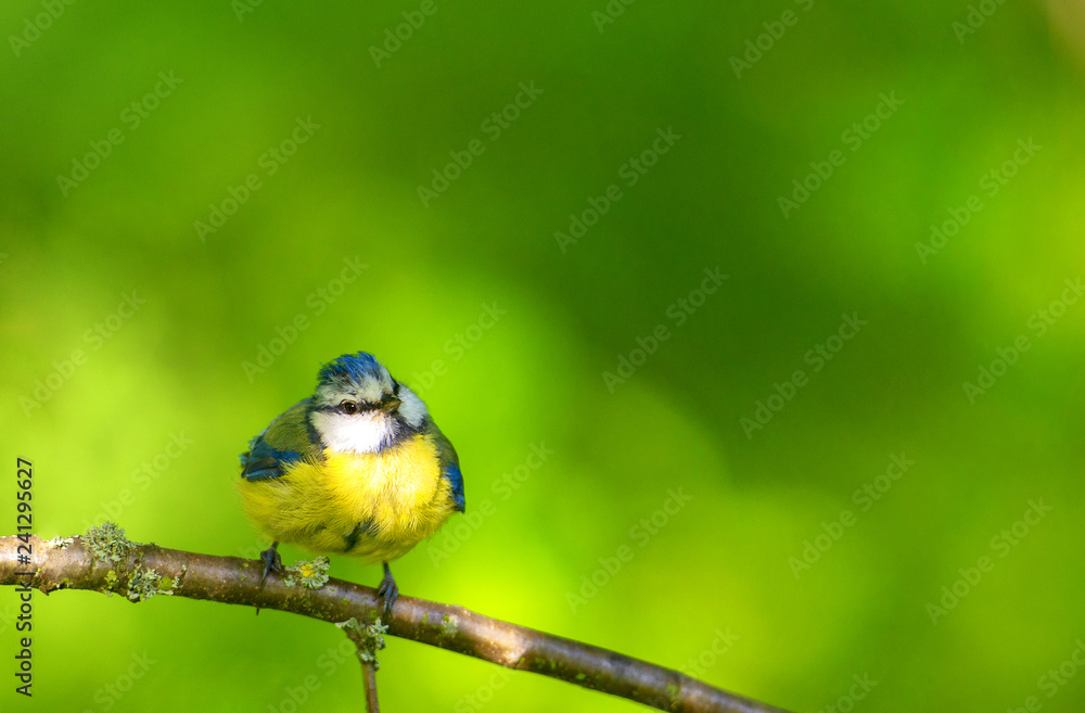 Obraz premium Modraszka siedząca na gałęzi