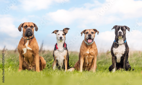 Canvas Print four dogs on a row
