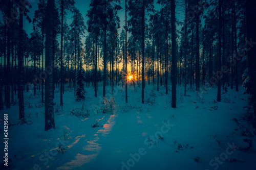 Sunset in snowy forest. Photo from Sotkamo, Finland.