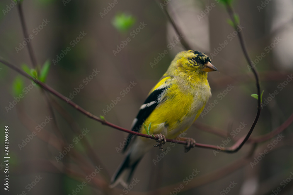 goldfinch bird sitting on a branch with tiny green leaves goldfinch bird sitting on a branch with tiny green leaves