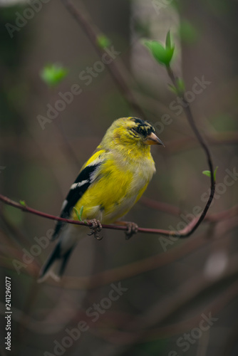 goldfinch bird sitting on a branch with tiny green leaves