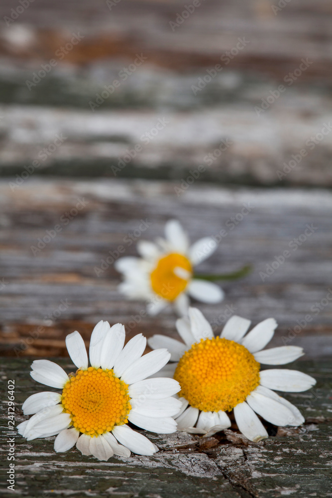 Obraz premium Daisy flowers on a rustic wooden background