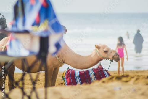 The incredible seascaping view of beach with blue sea in morocco in summer