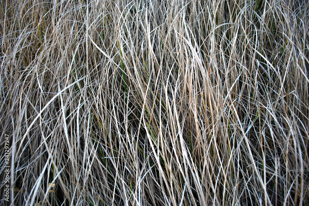 Dry gray grass, hay, natural organic background, close up horizontal macro detail Dry gray grass, hay, natural organic background, close up horizontal macro detail