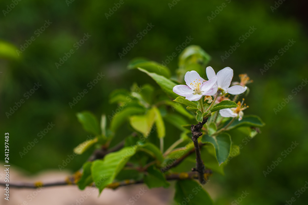 Apple tree blooms in spring Apple tree blooms in spring