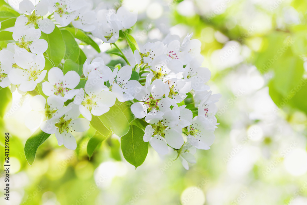Obraz premium Gałąź jabłka z kwiatami kwitną. Piękny wiosna krajobrazu tło.
