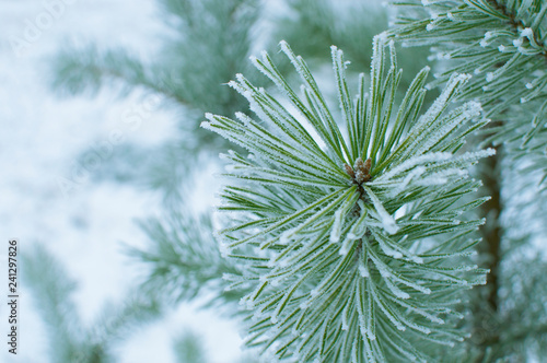 Pine needles in severe frost