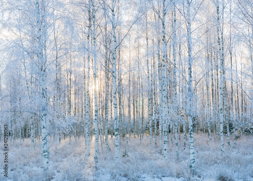 Birch tree forest covered by fresh frost and snow during winter Christmas time